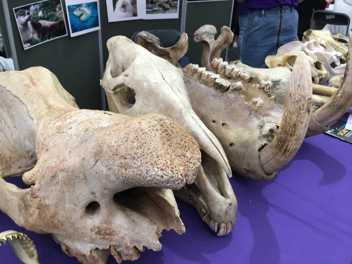 Skulls on Department of Biosciences stand